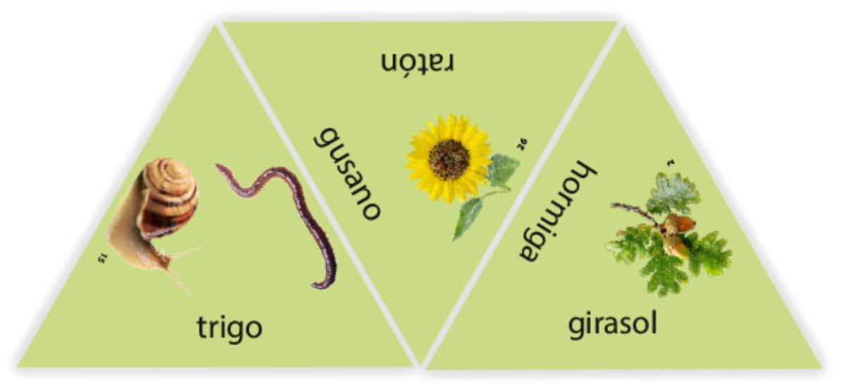 Learning star: Bosque, campo y prado de Haba - Imagen 3